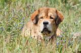 DOGUE DU TIBET 044